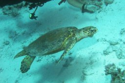 Grüne Meeresschildkröte (Chelonia mydas)